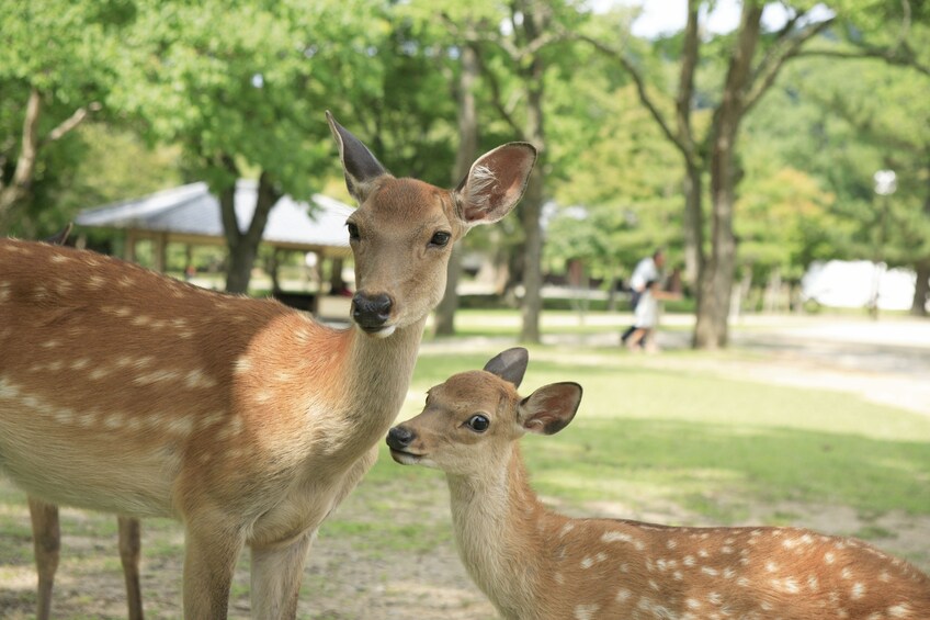 Nara Afternoon Walking Tour