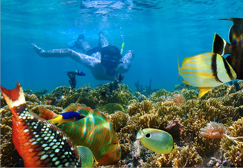 Party, Snorkeling Cruise & Parasailing from Punta Cana 