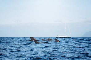 Whale and Dolphin watching in small yacht from the South