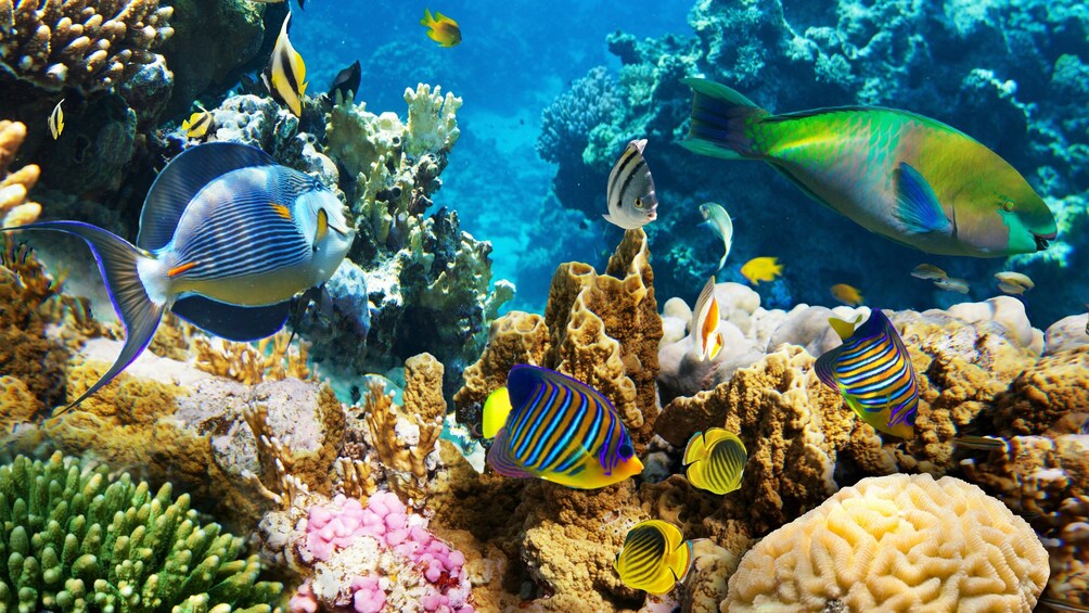 Party Catamaran Cruise & Snorkeling from Punta Cana