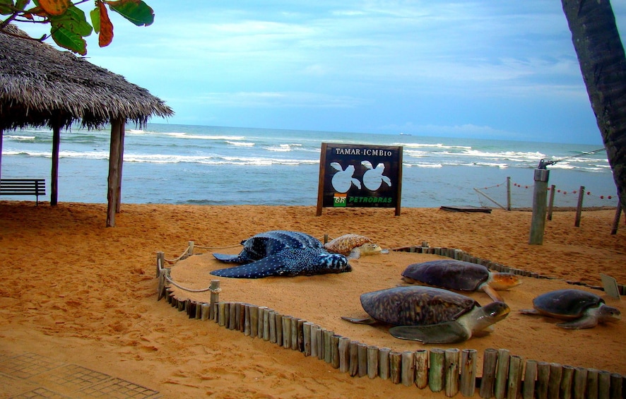 Tour Praia do Forte com Guarajuba by Salvador Receptivo