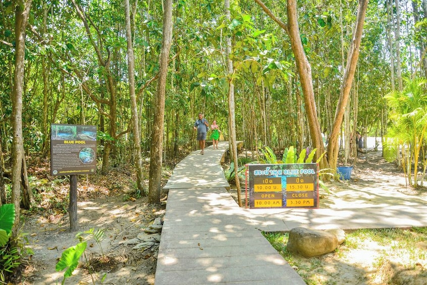 Half Day Jungle Tour to Emerald pool and Krabi Hot Spring