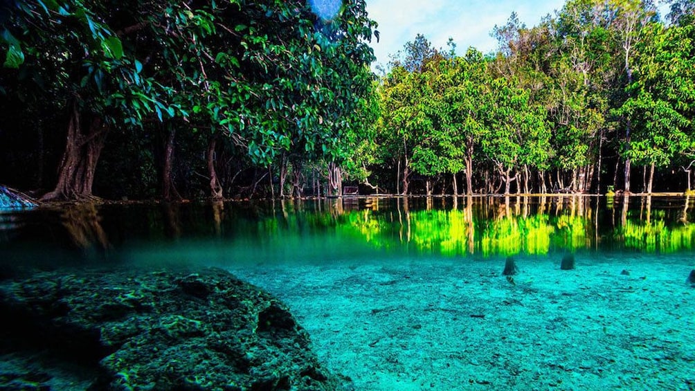 Half Day Jungle Tour to Emerald pool and Krabi Hot Spring