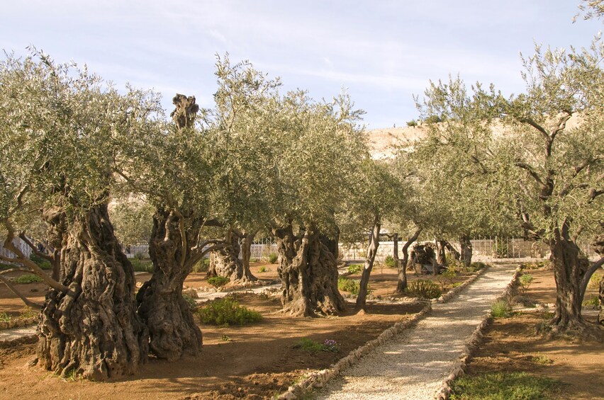 road from nazareth to bethlehem