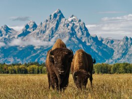 Pioneer Tour Of Yellowstone Grand Teton