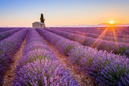 Full Day: Provence & Lavender