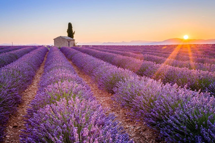 Full Day: Provence & Lavender