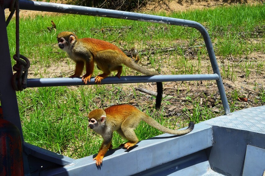 Spider monkeys in Anavilhanas