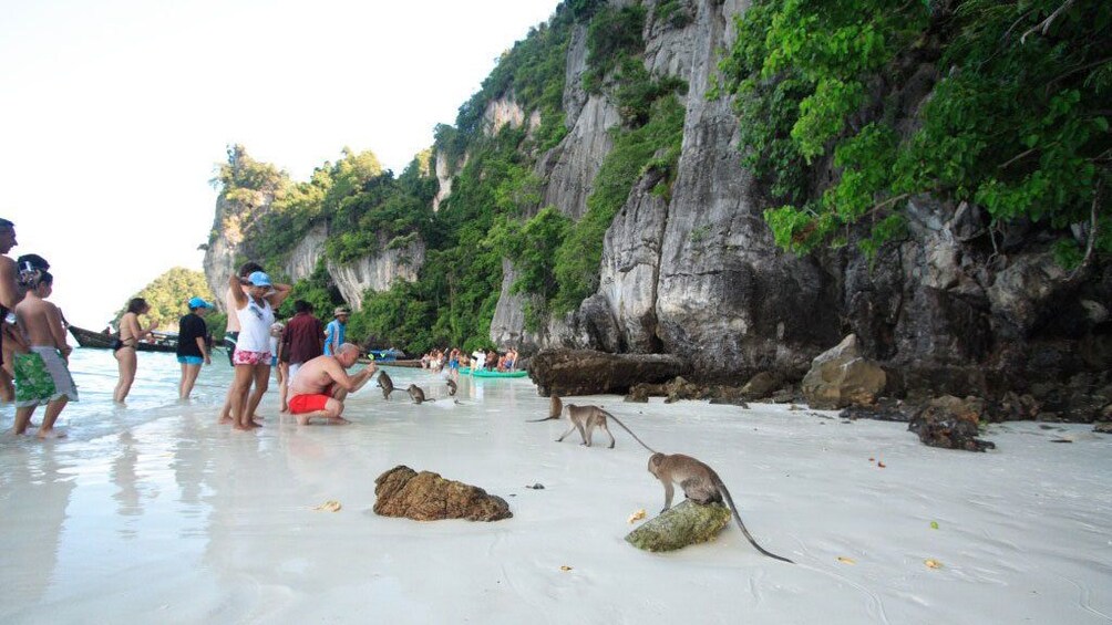 Early Bird Phi Phi Islands Tour From Phi Phi by Speedboat