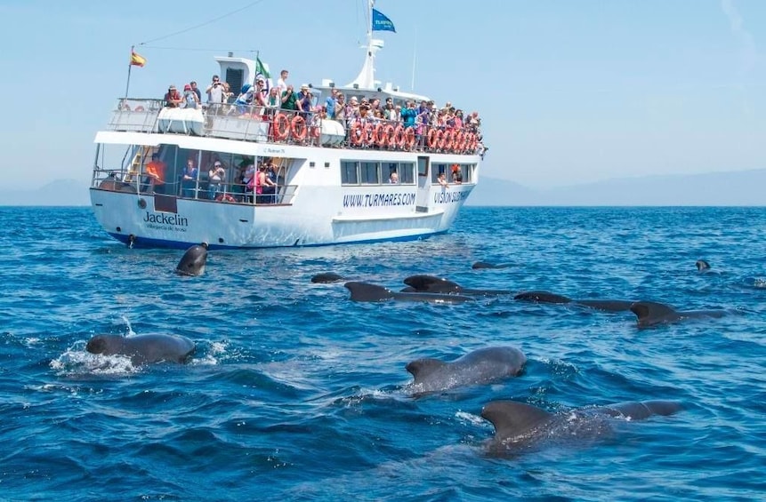 Show item 1 of 7. Whales and Dolphins tour