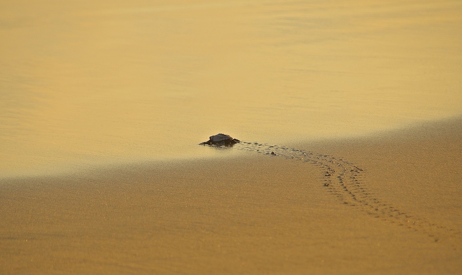 Zihuatanejo Baby Sea Turtle Release Eco Adventure