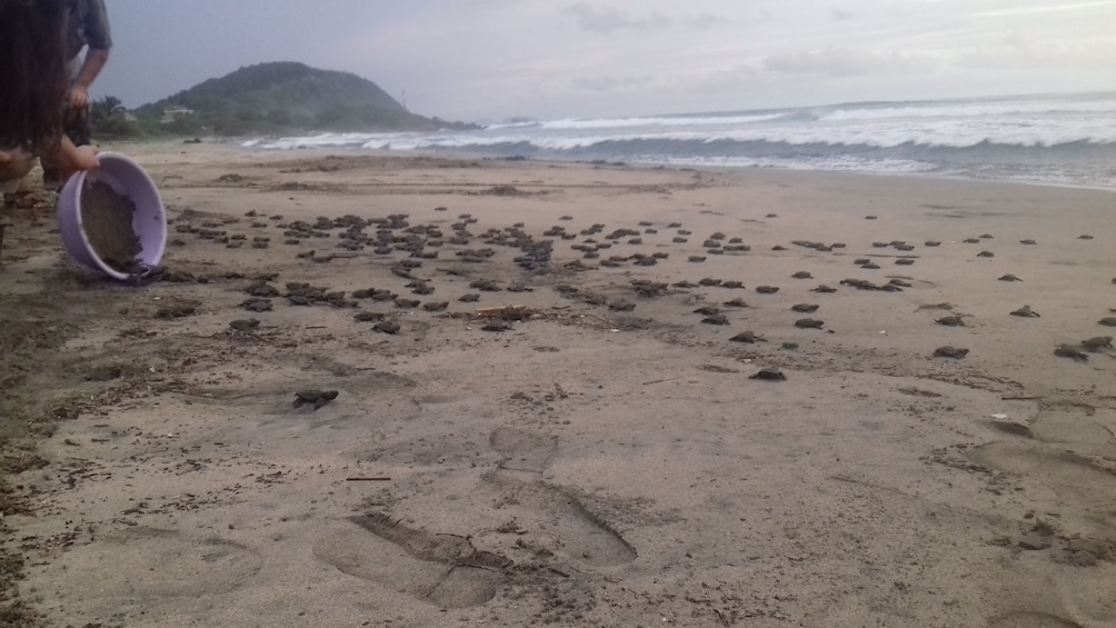 Zihuatanejo Baby Sea Turtle Release Eco Adventure