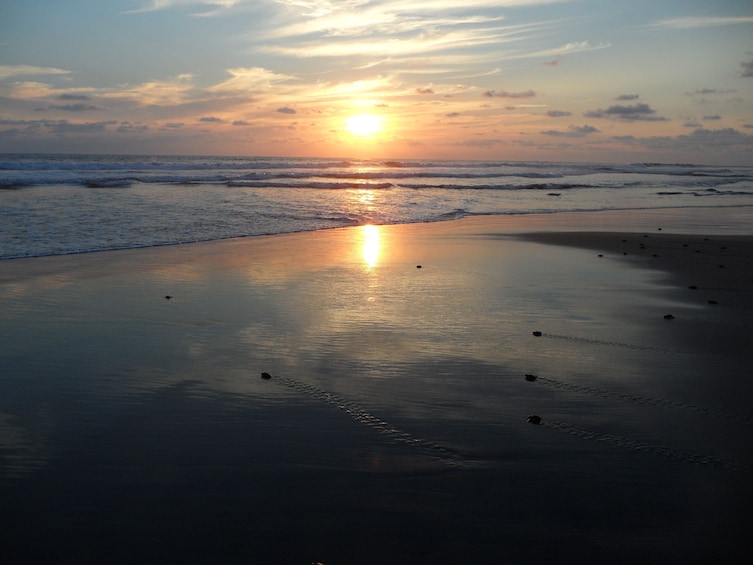 Zihuatanejo Baby Sea Turtle Release Eco Adventure