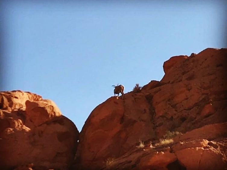 Las Vegas Valley of Fire 3 Hour Yamaha Dune Buggy Tour