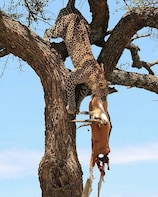 Tarangire wildlife park day trip