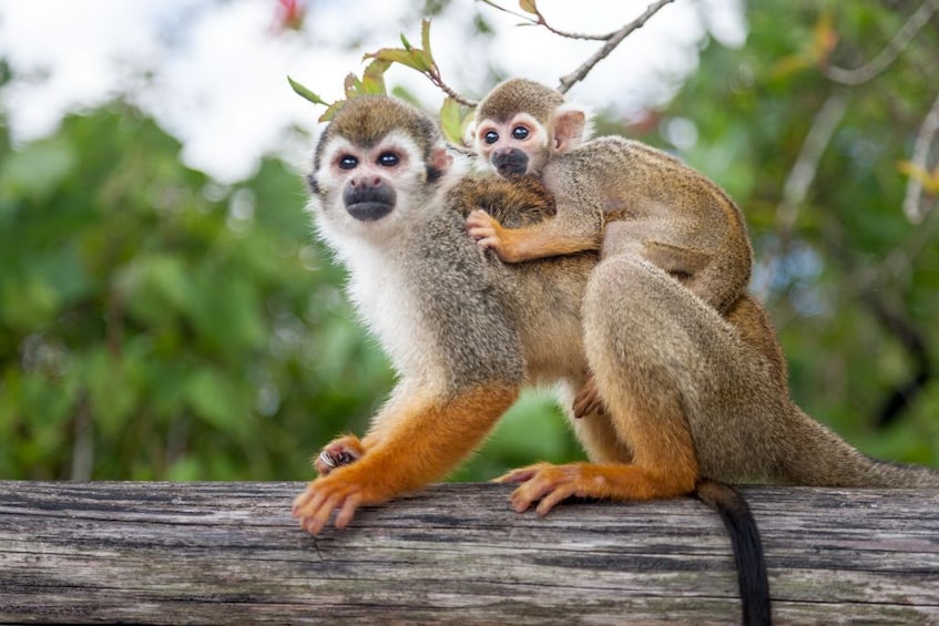 Jungle Buggies & Monkeyland Adventure from Punta Cana