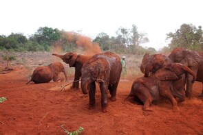 DAY TOUR TO GIRAFFE CENTER, ELEPHANT AND NAIROBI NP