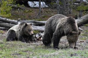 Yellowstone Western Tours - Yellowstone Park Private Tours