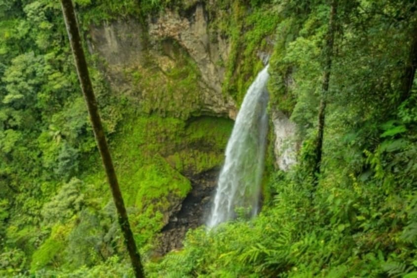 Show item 1 of 1. Children's Eternal Rainforest Trekking Expedition – BEN Aren
