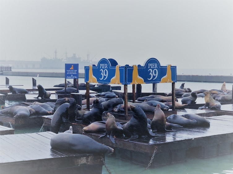 Seals on docks at Fisherman's Warf