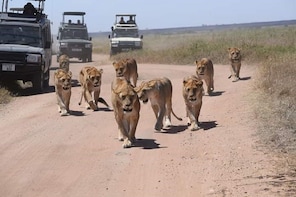Ngorongoro crater day tour
