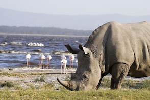 4-Day Small Group Maasai Mara and Lake Nakuru from Nairobi