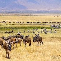 3 days camping safari to serengeti & the ngorongoro crater