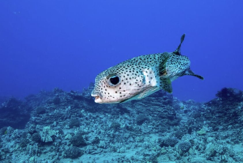 Snorkel & Nature Cruise