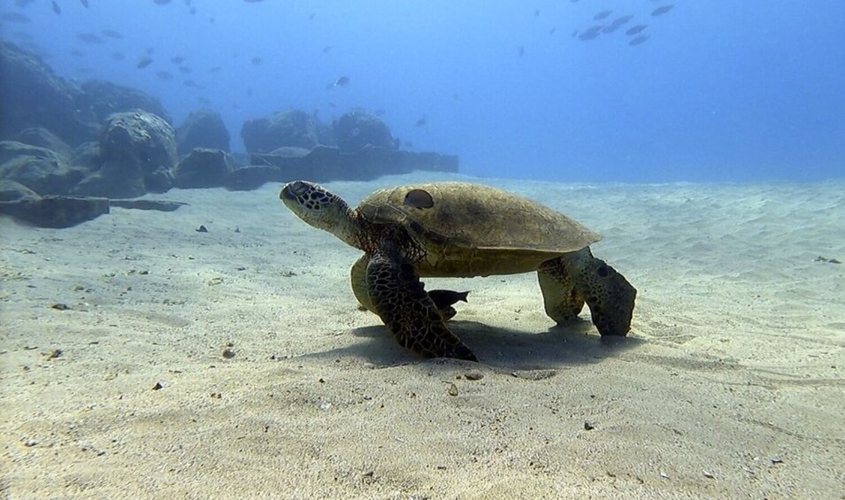 Snorkel & Nature Cruise