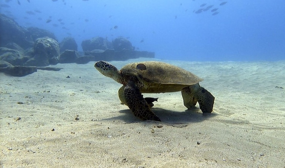 Snorkel & Nature Cruise