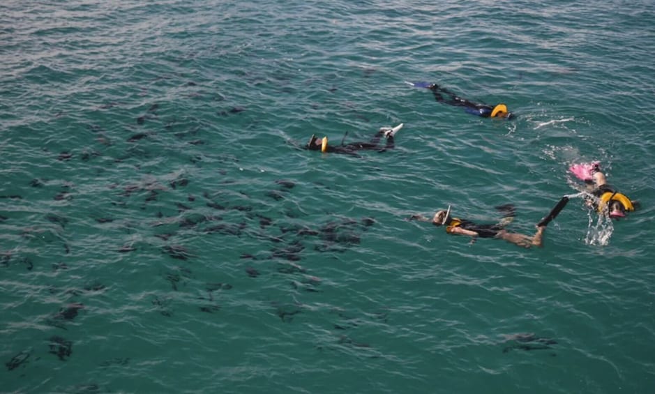 Snorkel & Nature Cruise