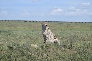 5 days serengeti, ngorongoro crater & tarangire safari