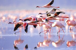 Overnight;Hell's Gate and Lake Nakuru Park from Nairobi