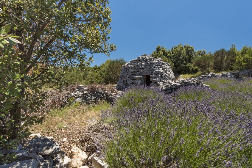 Hvar Island Tour and Olive Oil Tasting