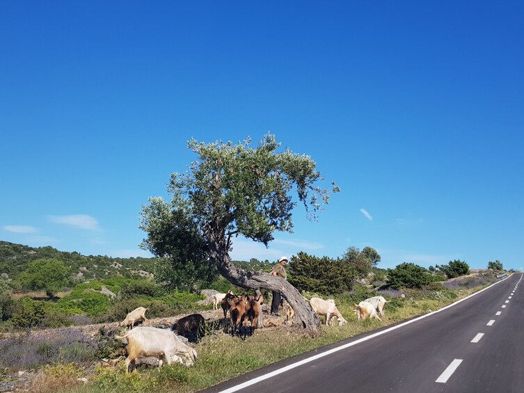 Hvar Island Tour and Olive Oil Tasting