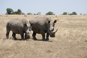 Ol Pejeta Conservancy Day Tour from Nairobi