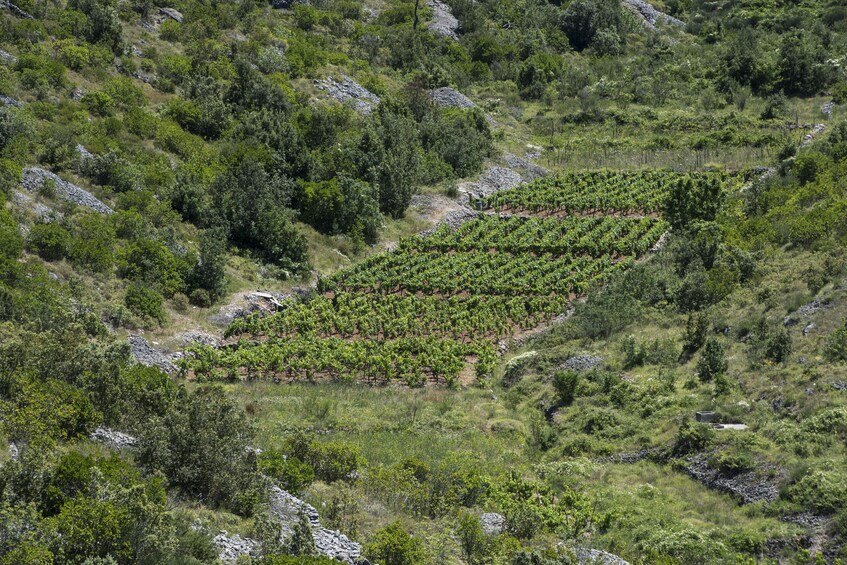 Hvar Wine Tasting Tour with Traditional Dinner