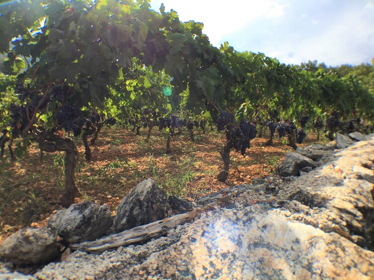 Hvar Wine Tasting Tour with Traditional Dinner