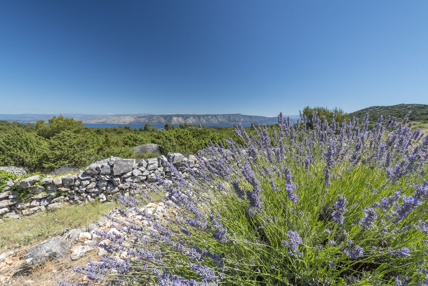 Hvar Wine Tasting Tour with Traditional Dinner