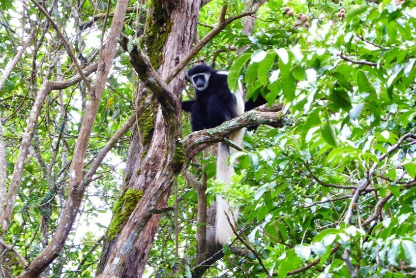 ARUSHA NATIONAL PARK DAY TOUR