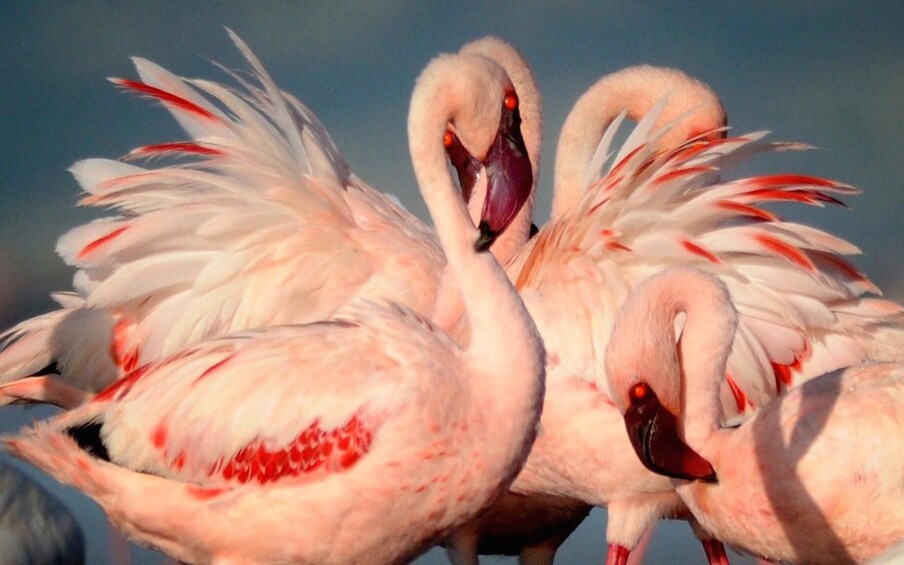 ARUSHA NATIONAL PARK DAY TOUR