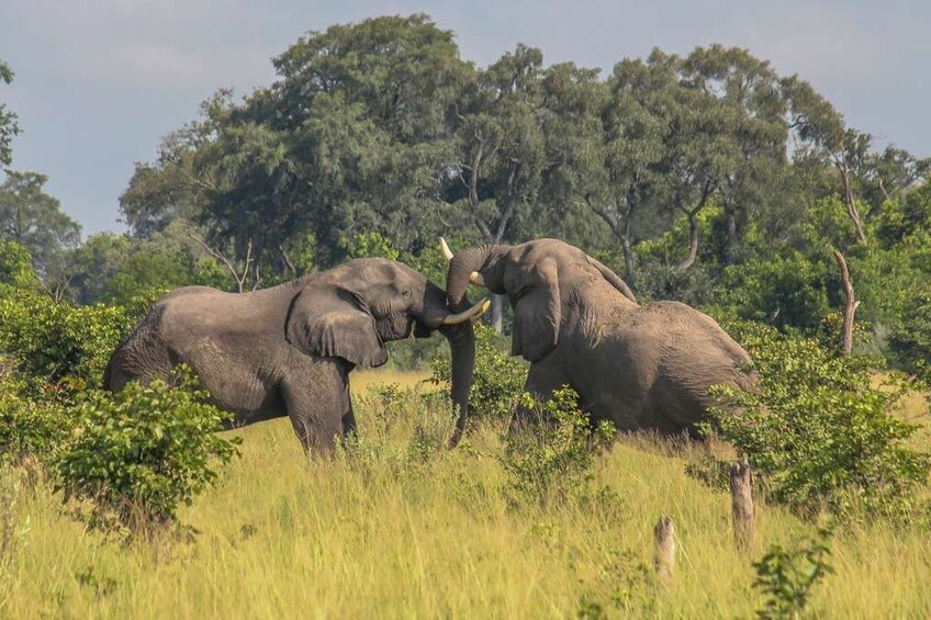 ARUSHA NATIONAL PARK DAY TOUR            