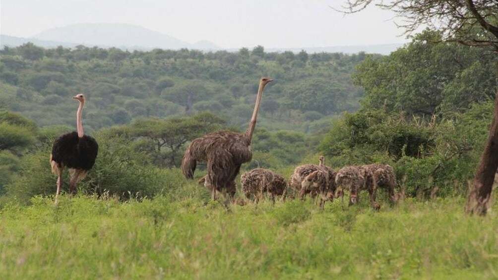 Full Day Trip to Tarangire National Park