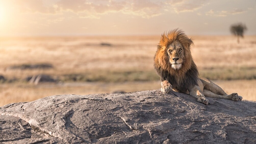 Full Day Private Trip to Tarangire National Park