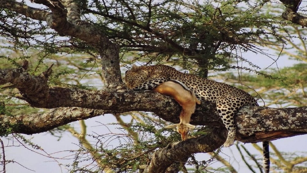 Full Day Private Trip to Tarangire National Park