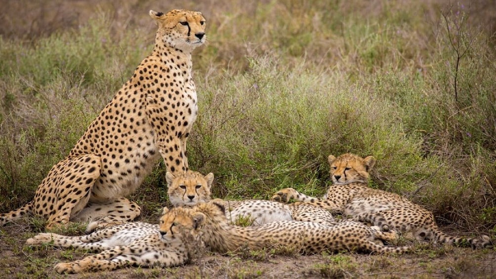 Full Day Private Trip to Tarangire National Park