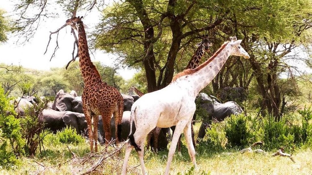 Full Day Trip to Tarangire National Park