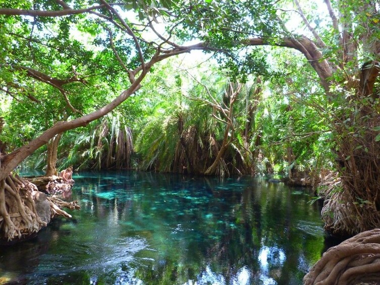 Kikuletwa (Chemka) Hot Springs Day Tour