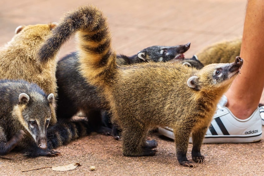 Coati at Iguazu National Park