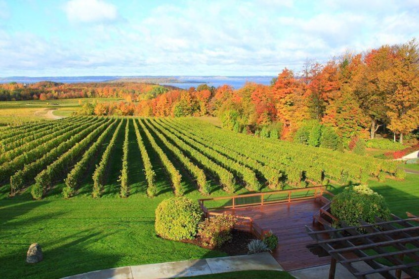 Beautiful Vineyards Views
